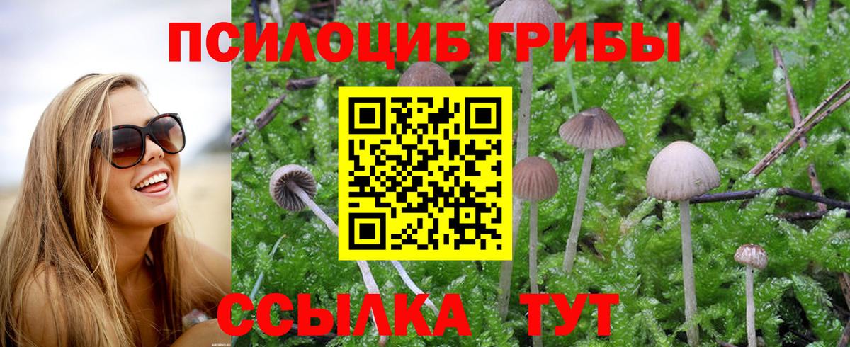 Псилоцибиновые грибы мицелий Кинель