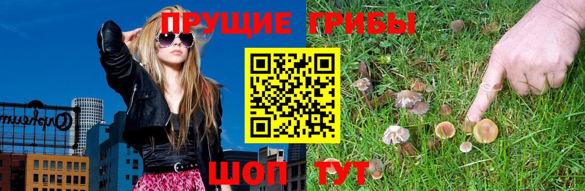 Кинель  цена   Галлюциногенные грибы Cubensis  Вход с VPN  Галлюциногенные грибы мицелий 